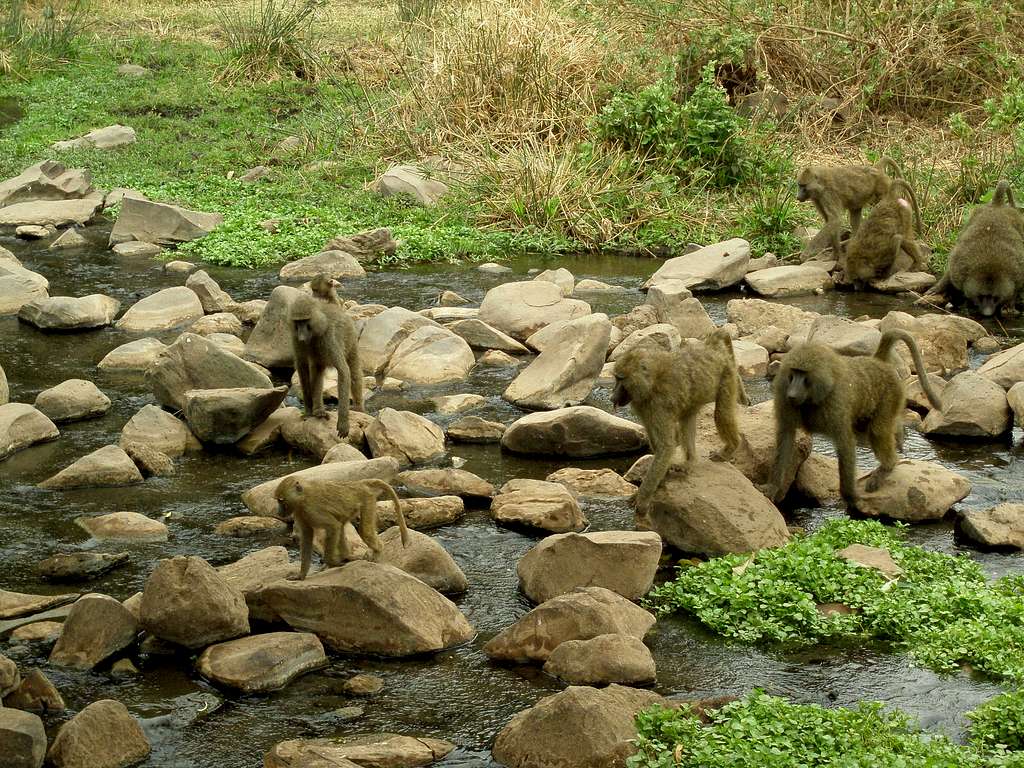 Baboons crossing a river