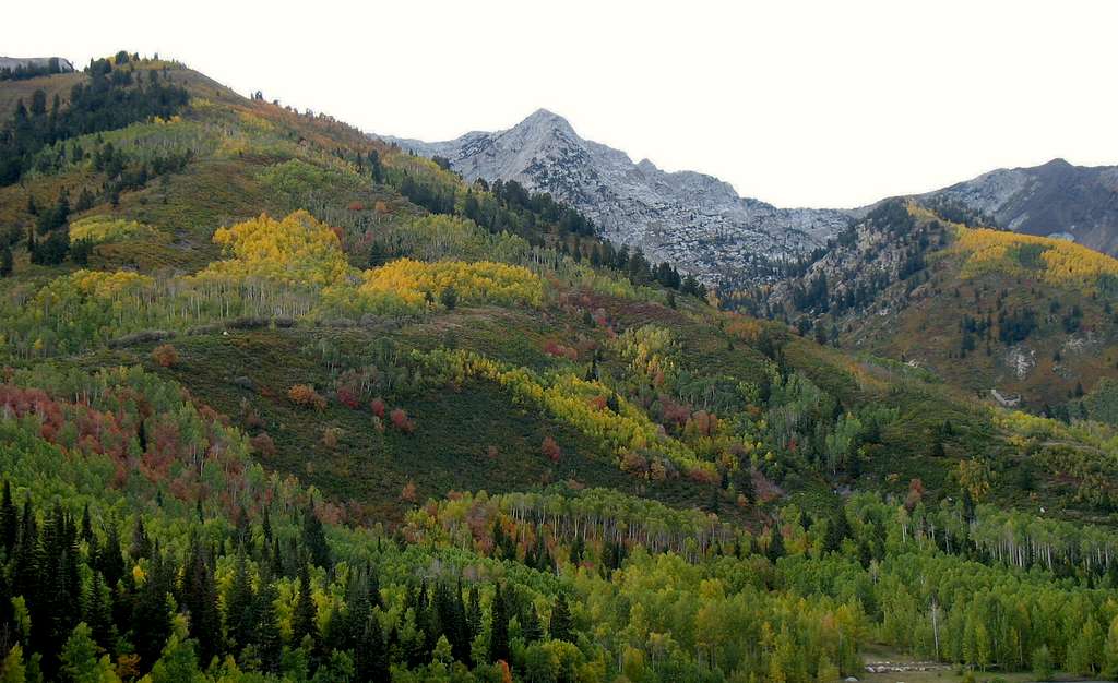 Fall Colors below White Baldy