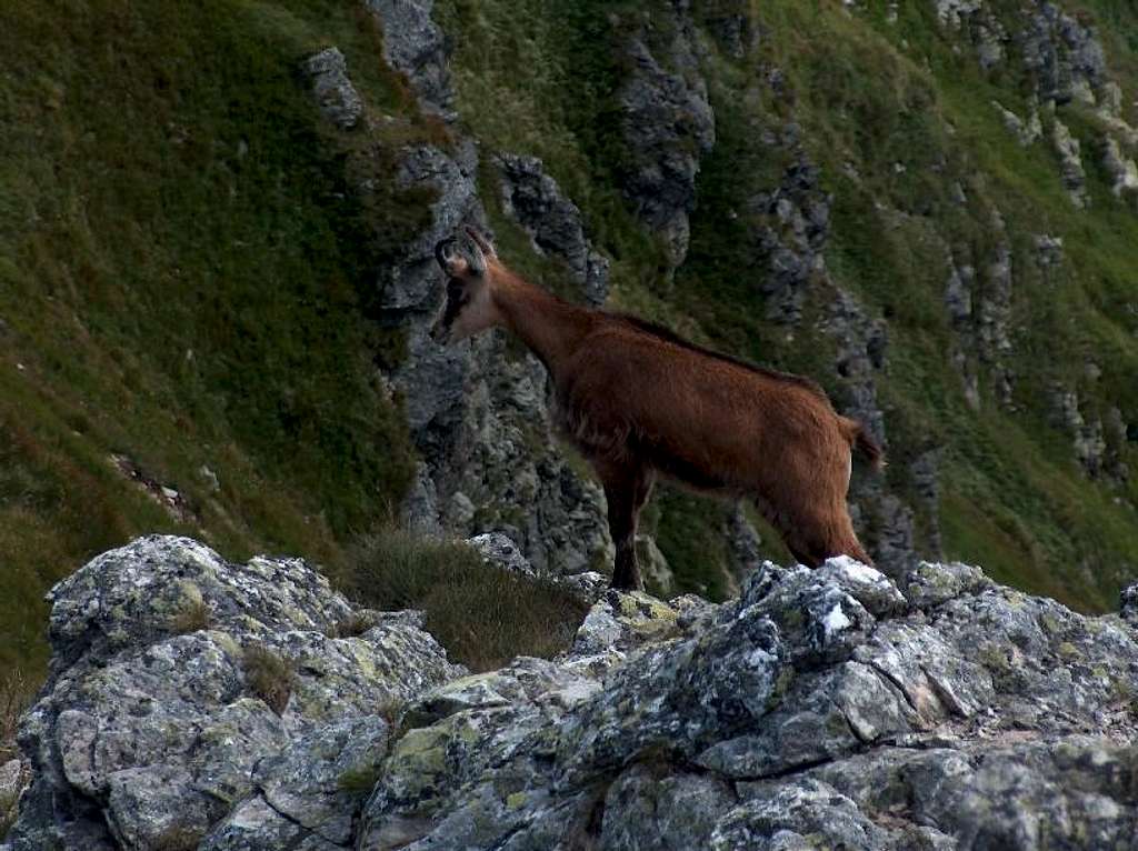 Young chamois of the Tatras