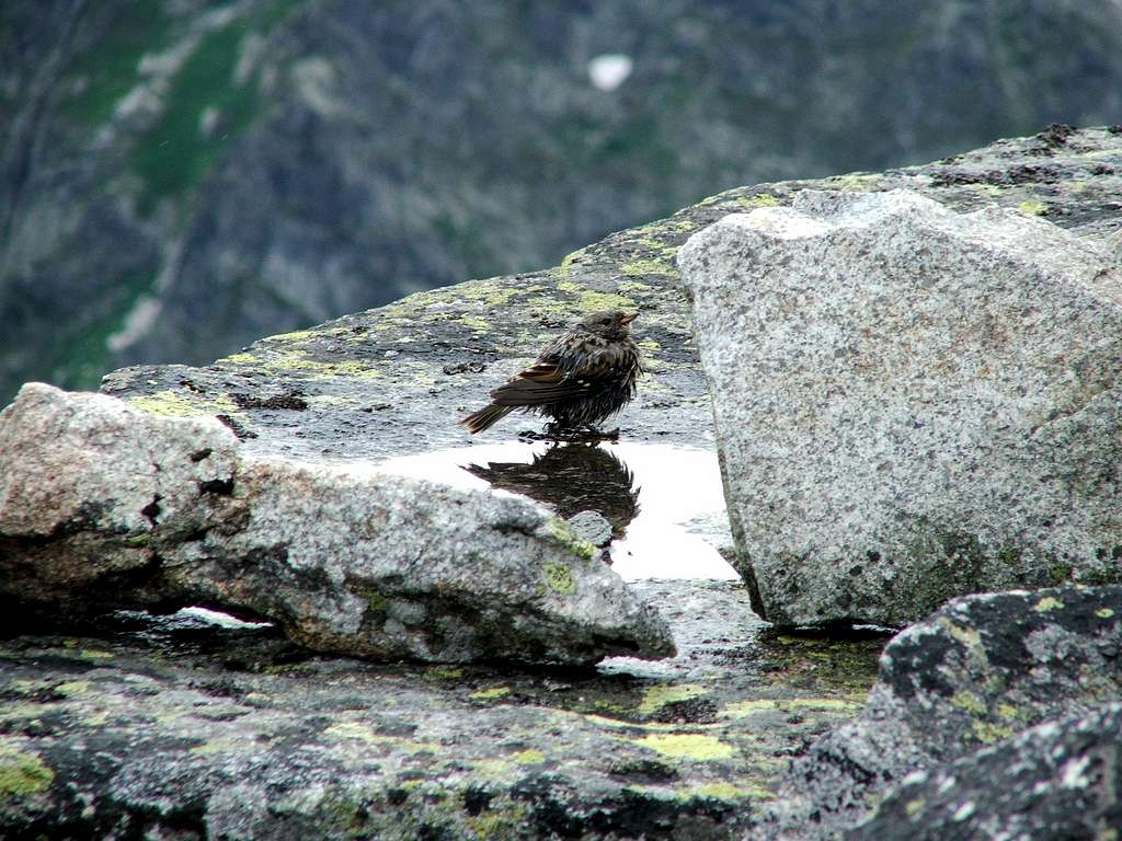 Small bird bathing near the summit of Rysy