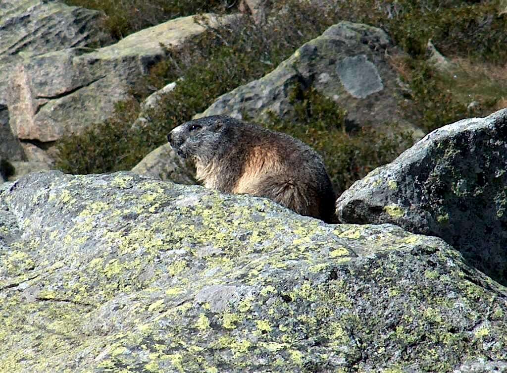 Marmot of the Pyrenees