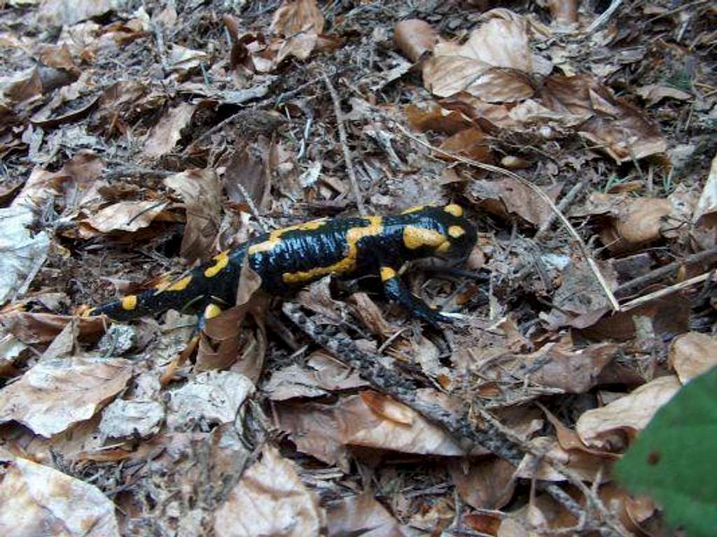 Salamandra in the Polish Beskidy