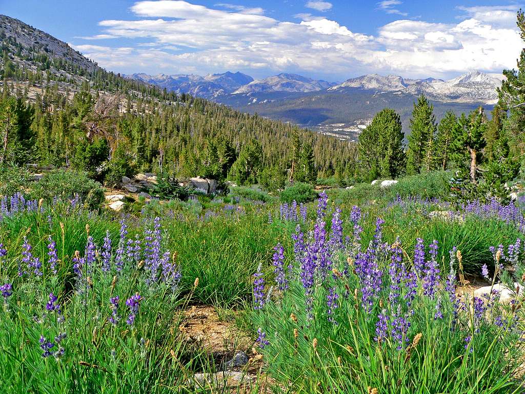 Lupine and the Sierra crest from Cathedral Range