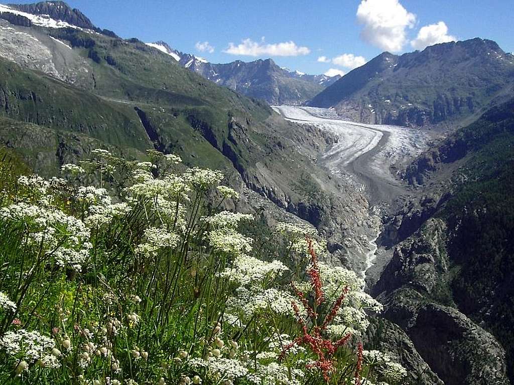 Aletsch with flowers