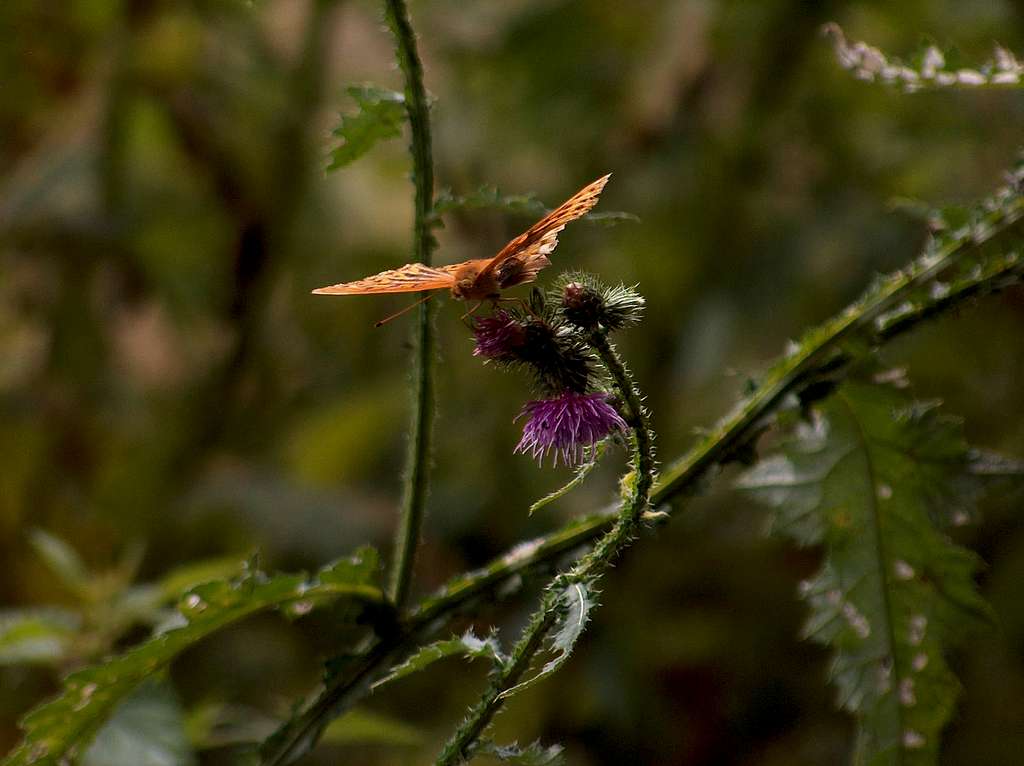 Butterfly in Wzgórza Strzelinskie