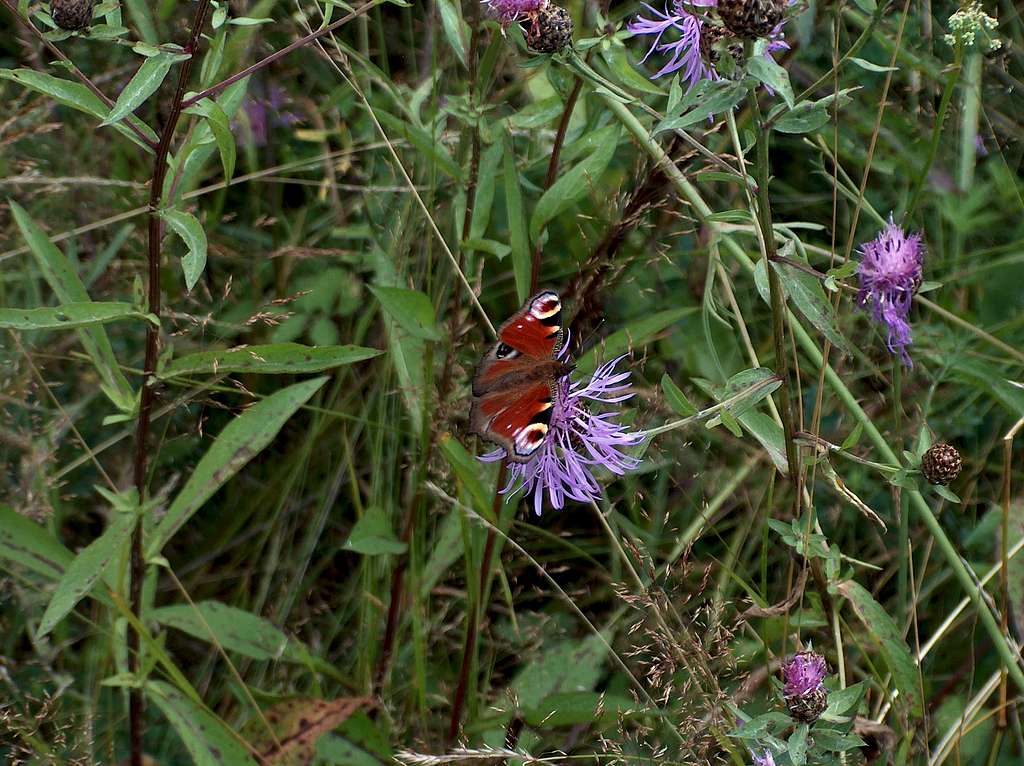 Butterfly in Gorce