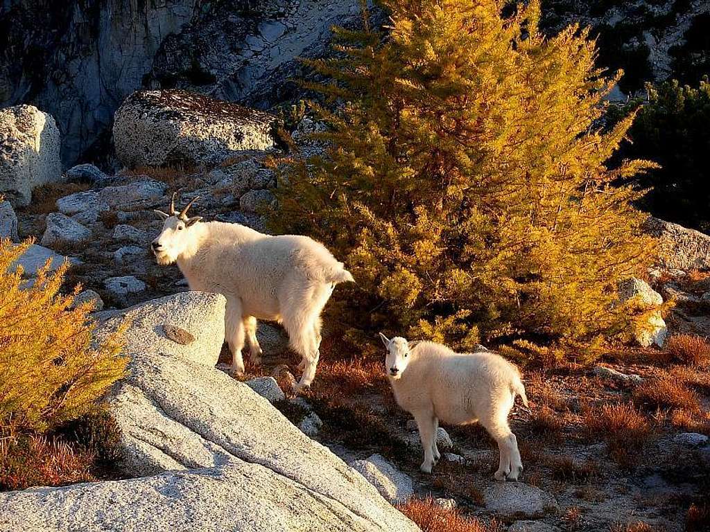 Enchantment goats at Golden Larch time