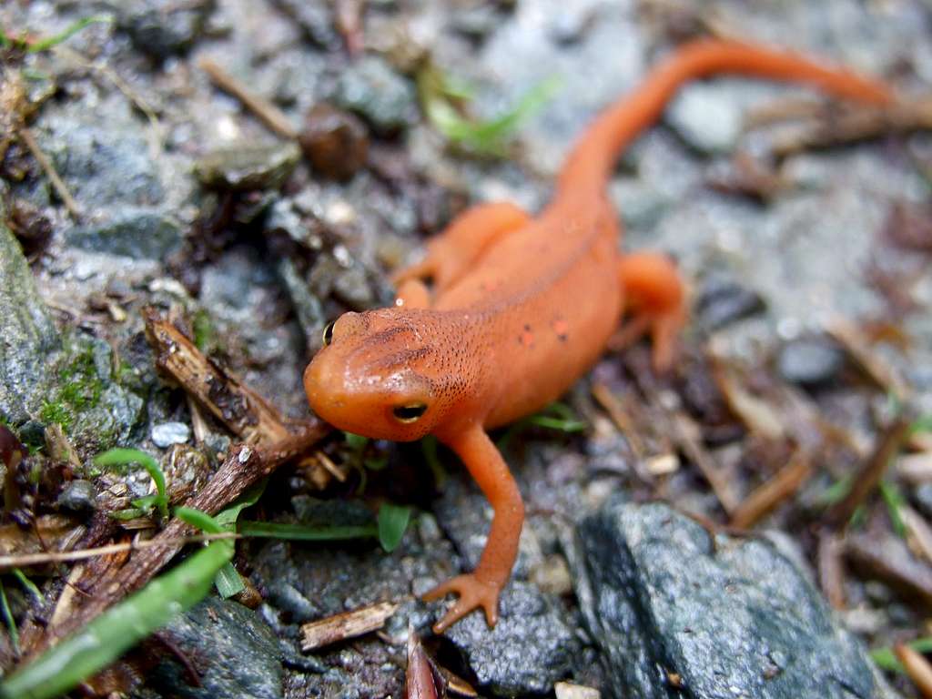 Salamander on Dorset
