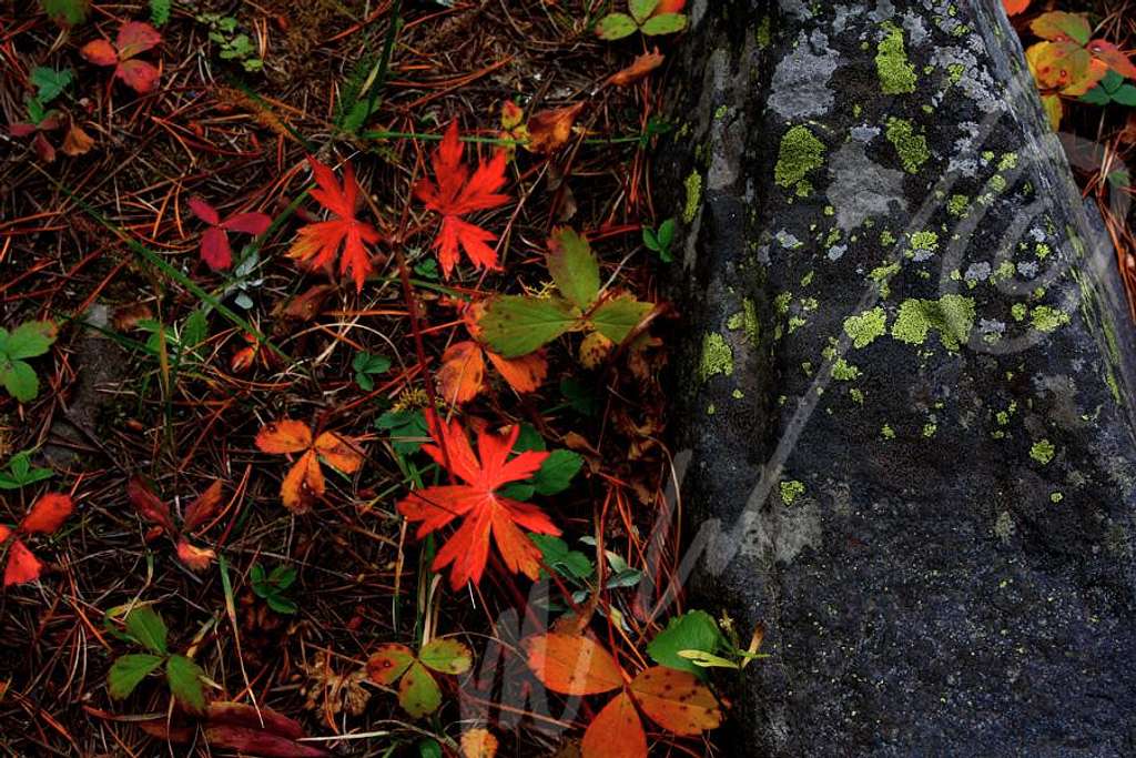 Fall colors and Lichen