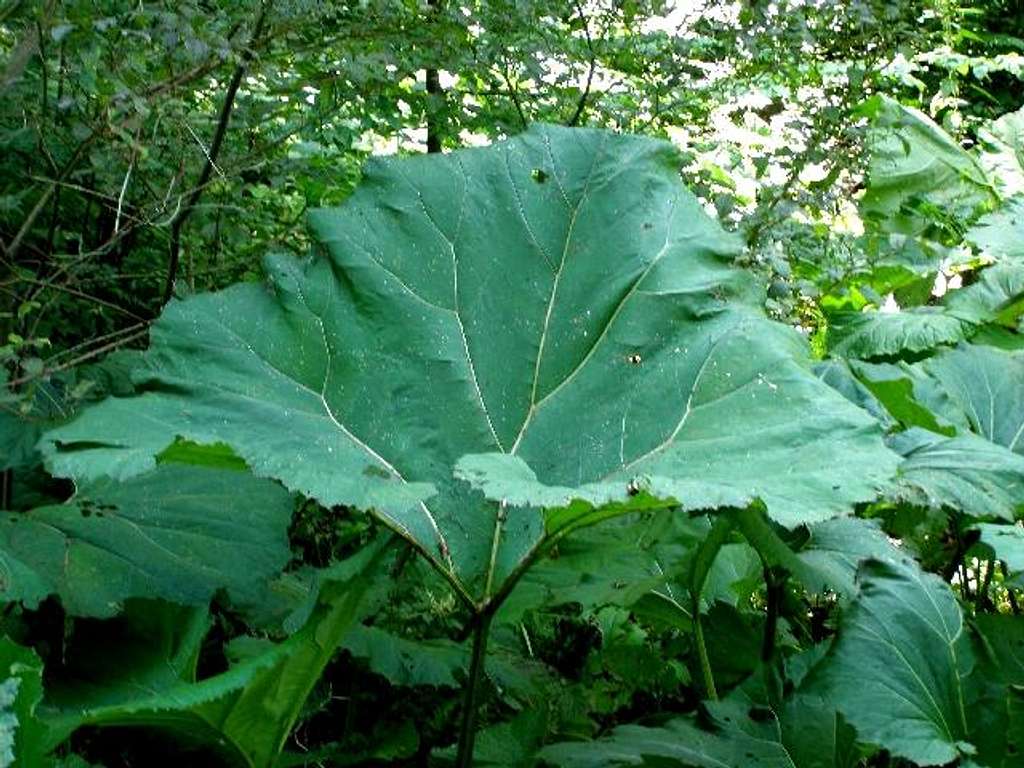 The Largest Leaves in Poland