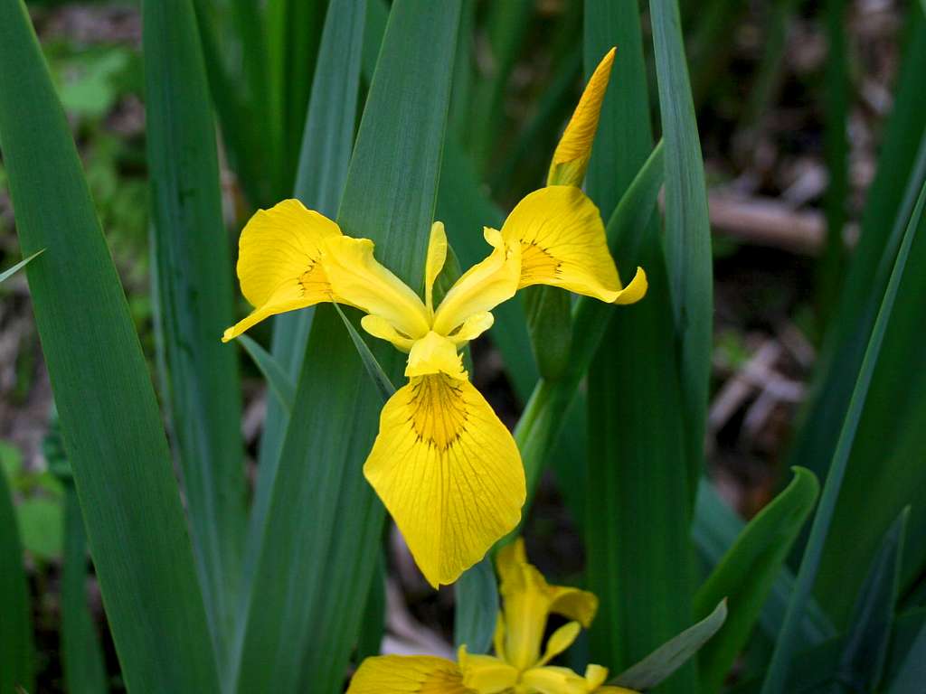 Iris, Yellow Flag