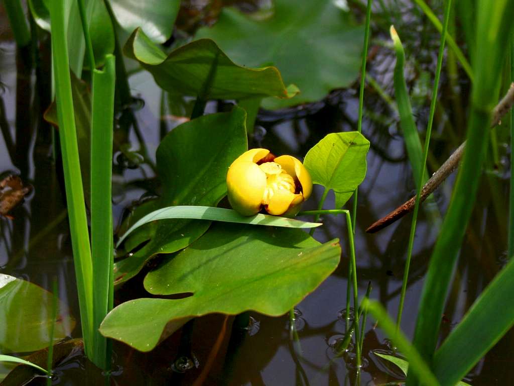 Water Lily, Yellow