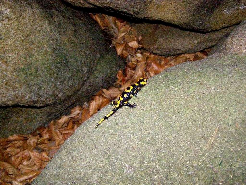 Fire Salamander of Devil's Rock