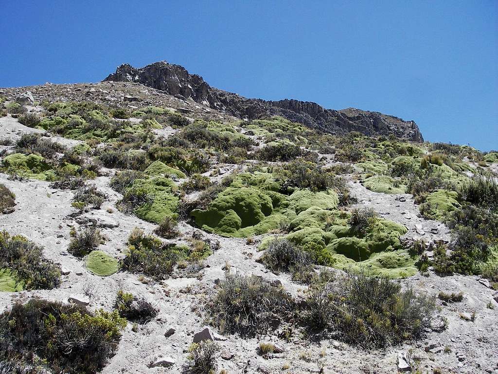 Yareta Near the Summit Plateau of Santa Rosa