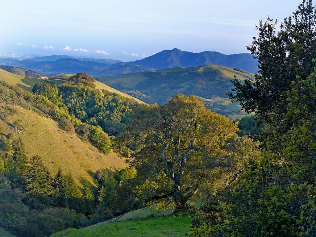 Mt. Tam from 