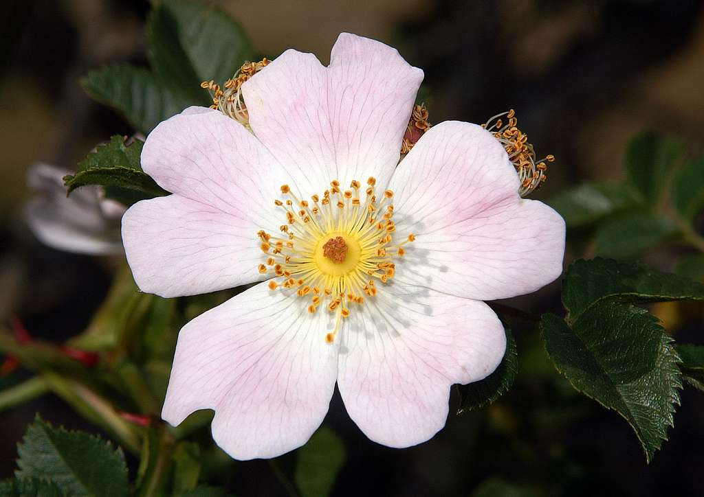 Whitewooly Rose