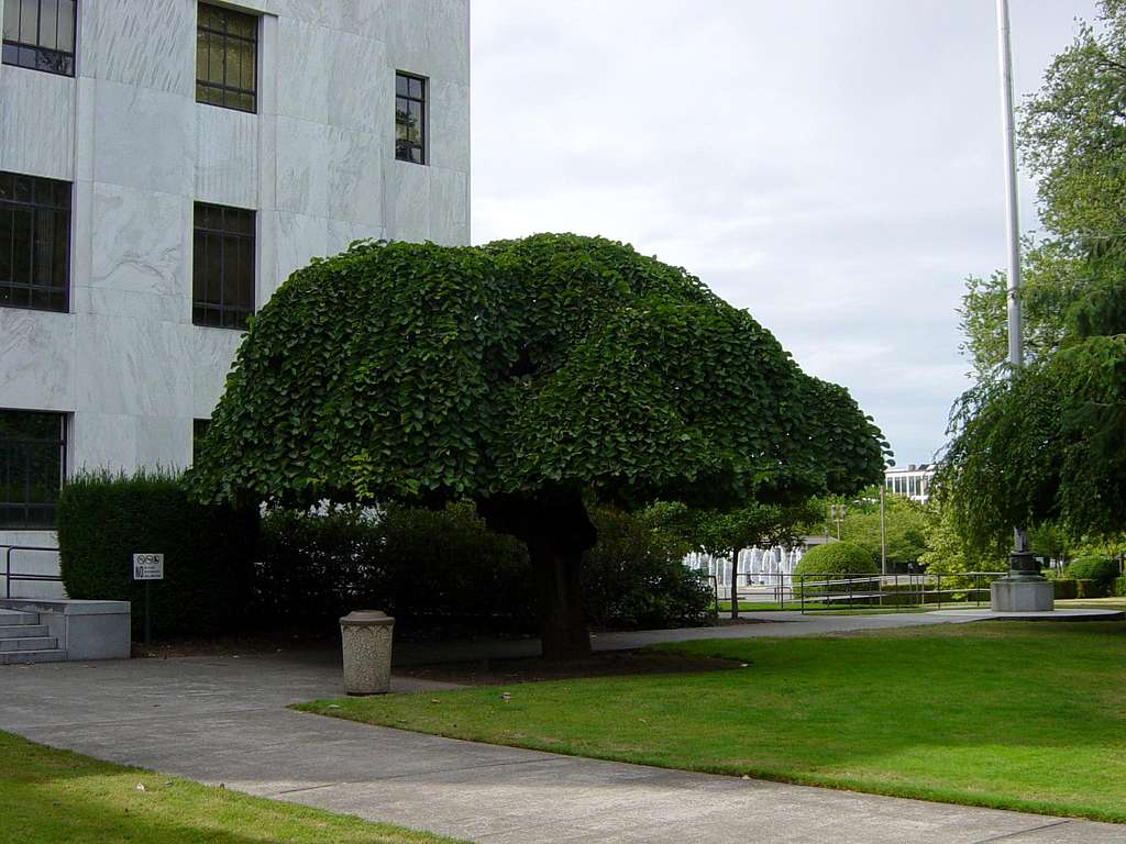 Salem oregon tree