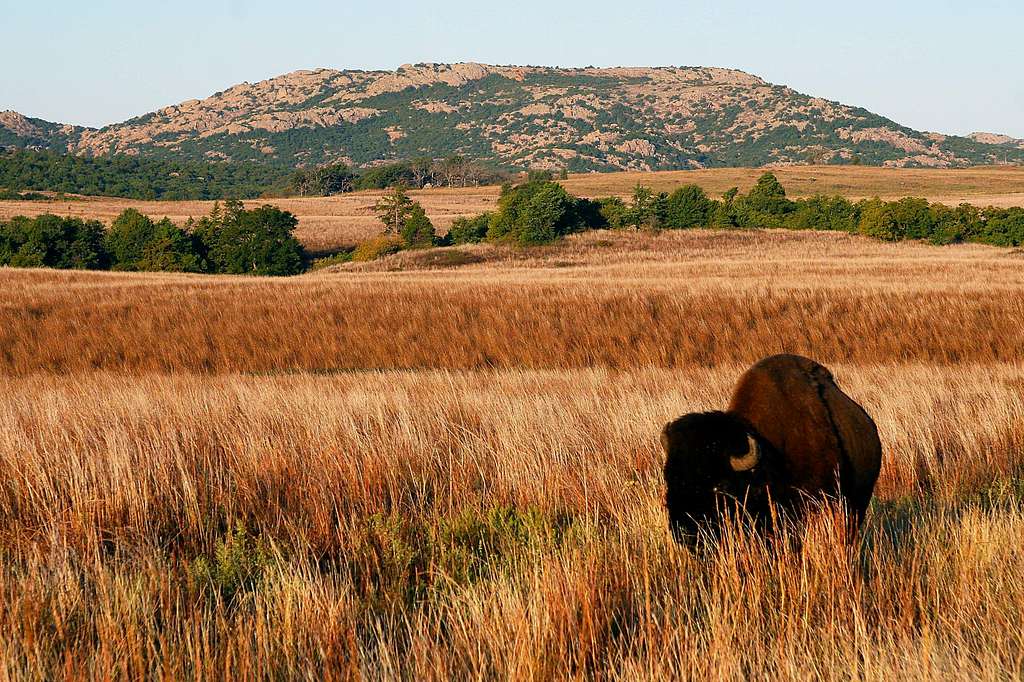 Bison and Elk Mountain