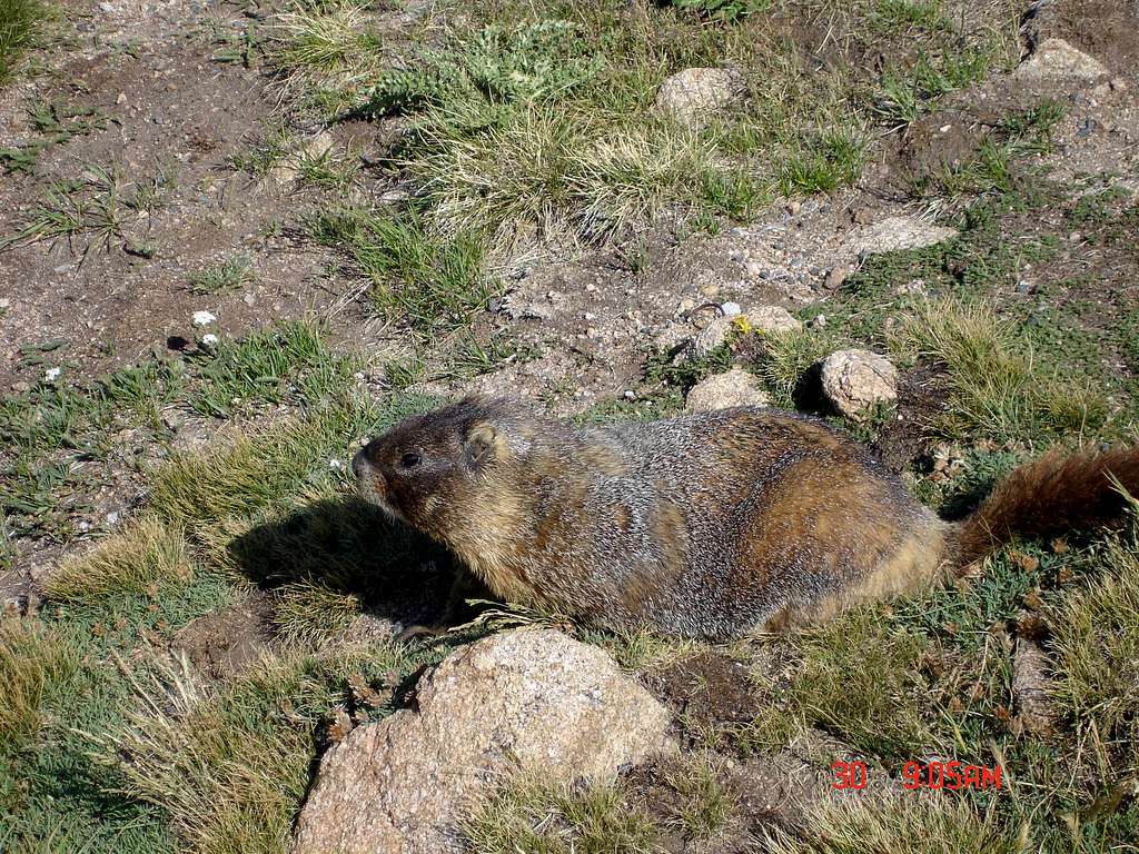 RMNP marmot