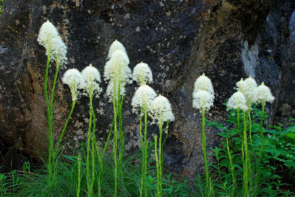 Beargrass and Granite