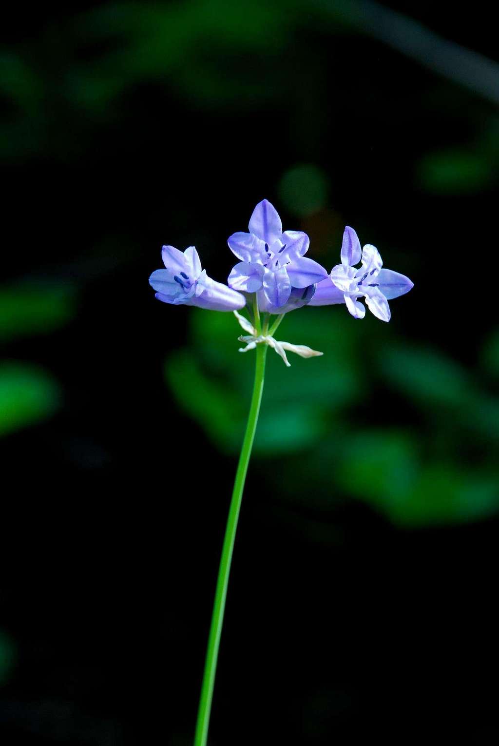 Douglas Triteleia