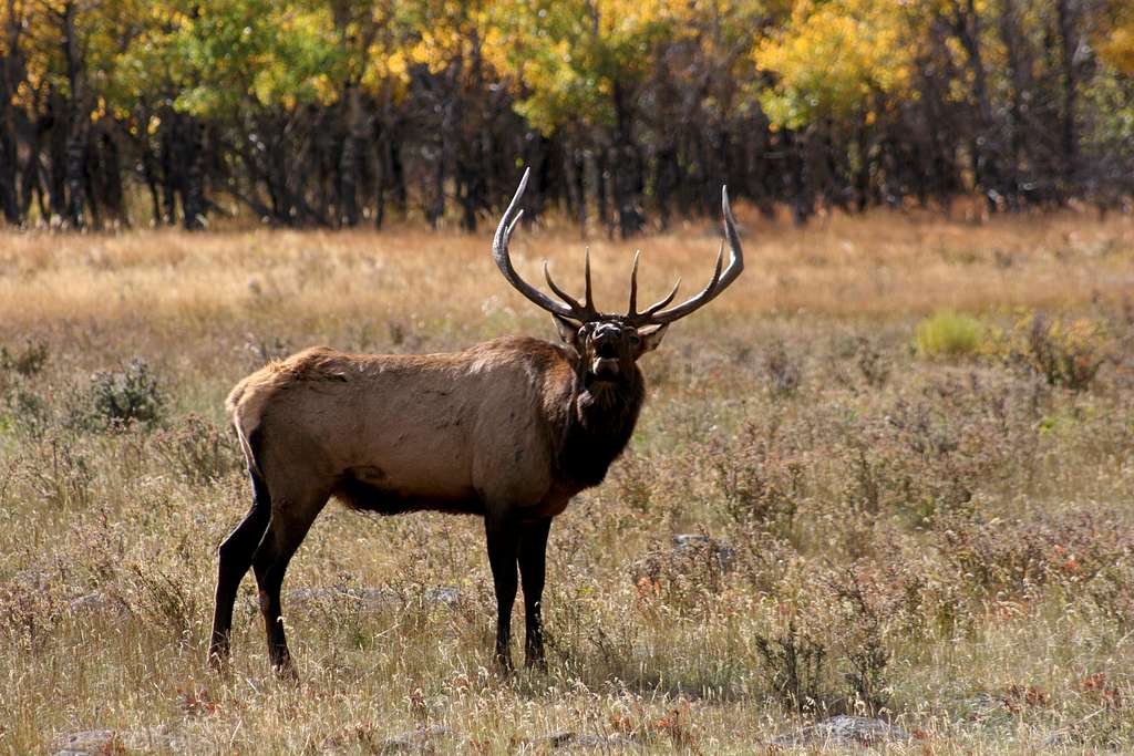 Bugeling Elk!