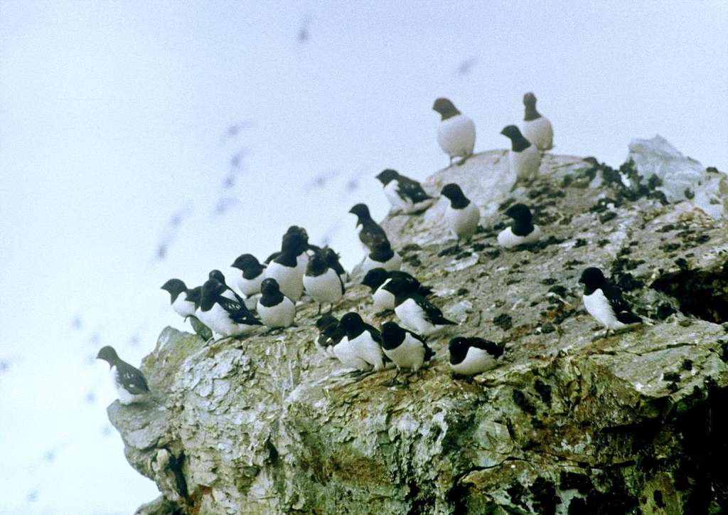 Little Auks