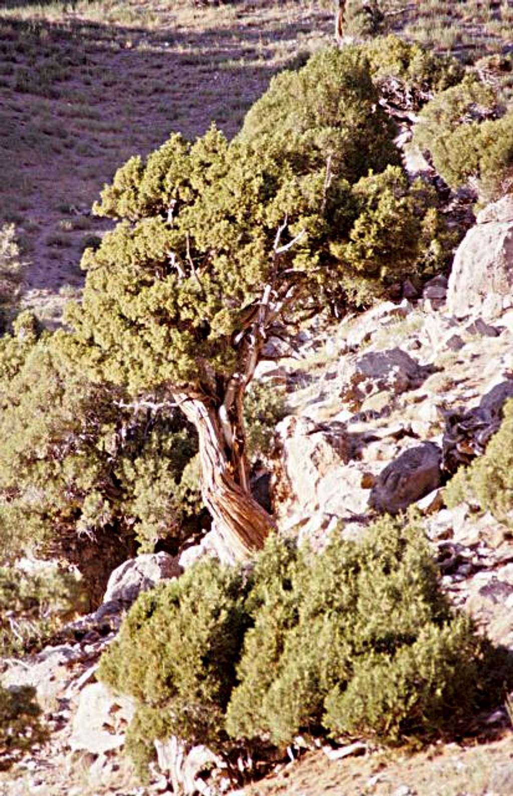 Juniper Tree in the Munora Valley