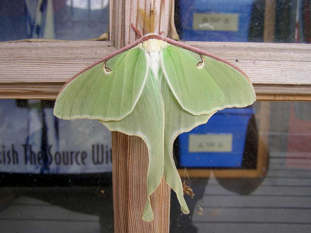 Luna Moth