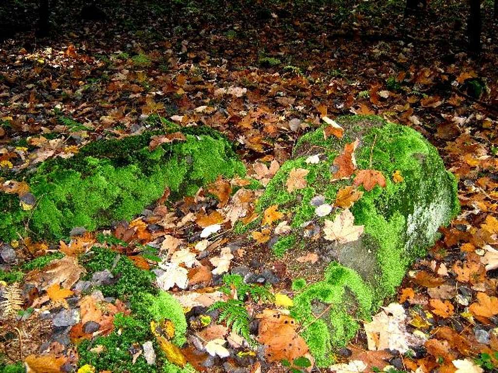 Leaves and Mosses
