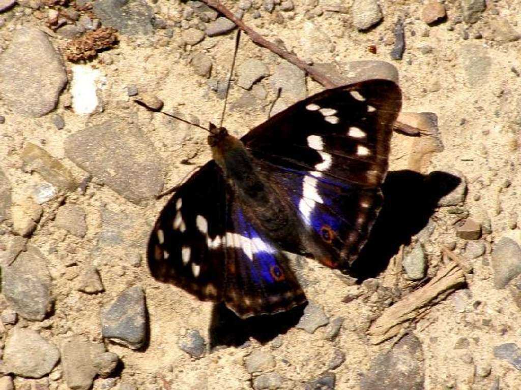 Purple Emperor