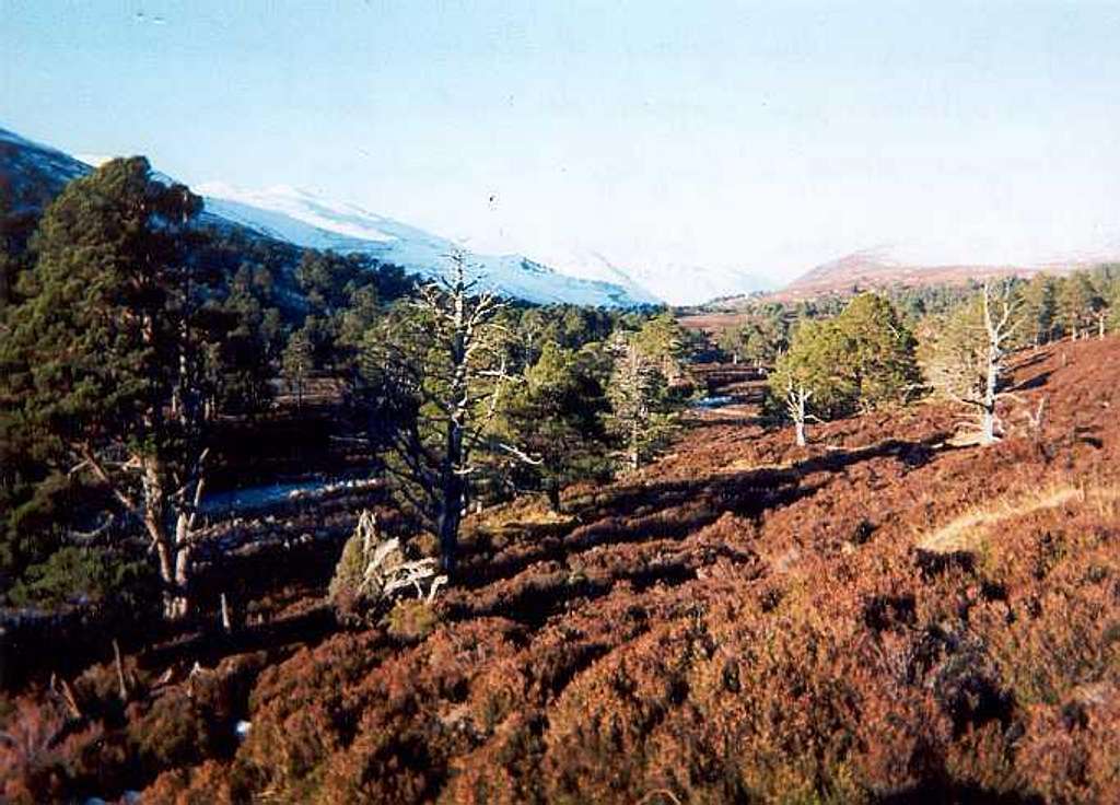 Glen Derry