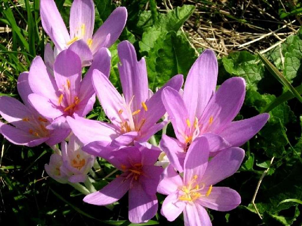 Early Sign of Fall - Autumn Crocuses