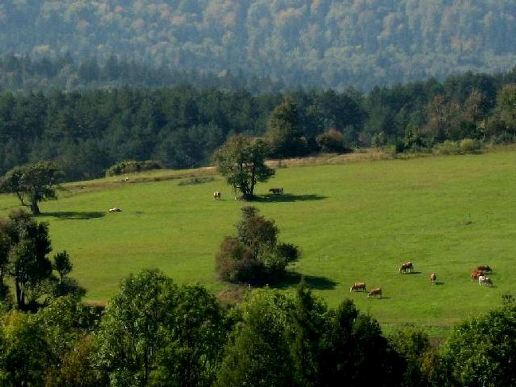 Magura Pasture