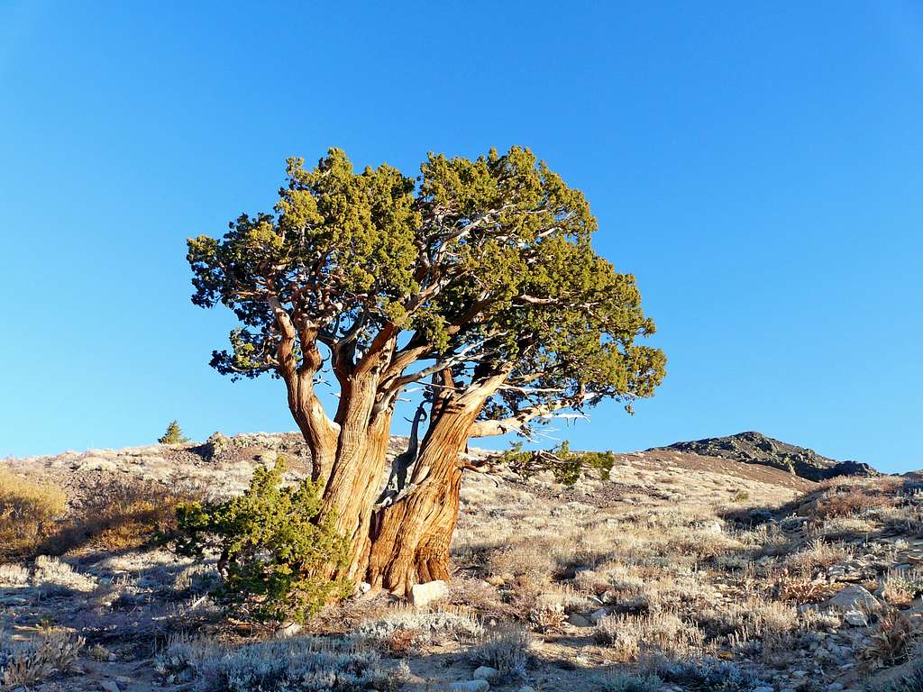 Juniper  pine and Ebbetts Peak