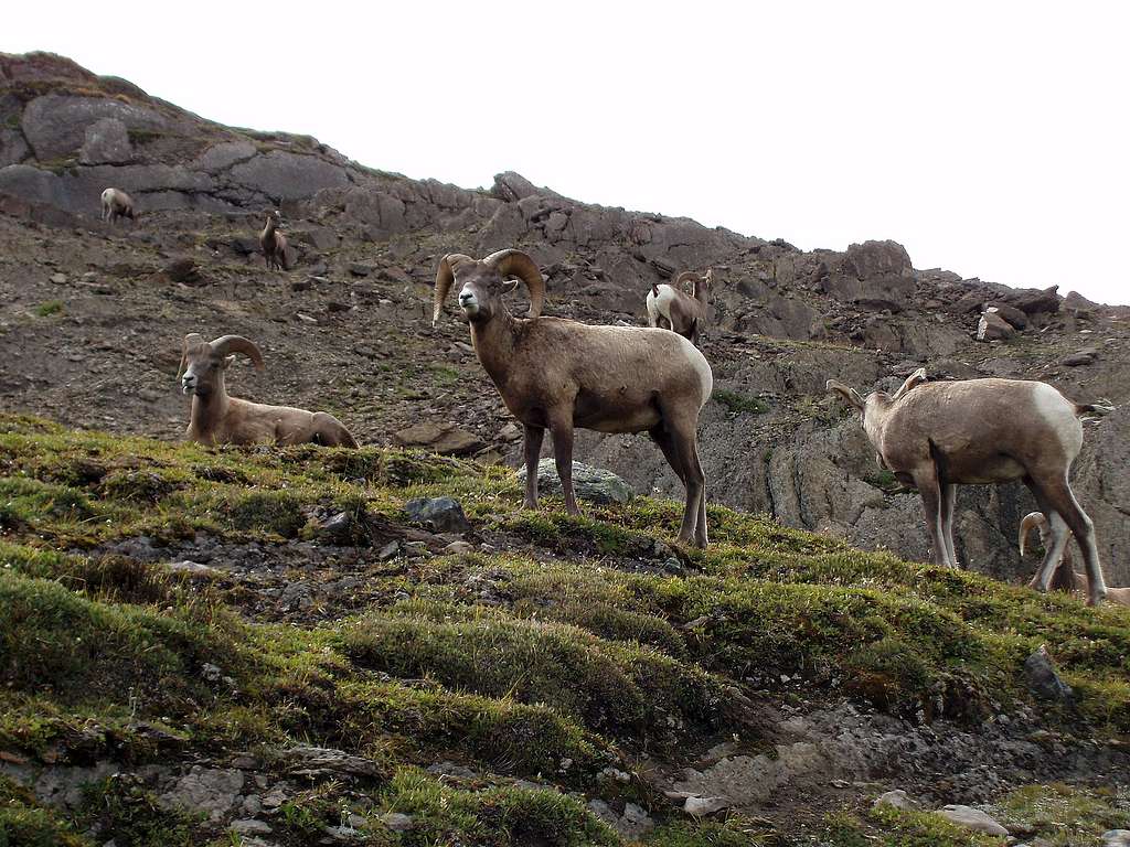 Herd of Bighorn Sheep, Wilcox Pass