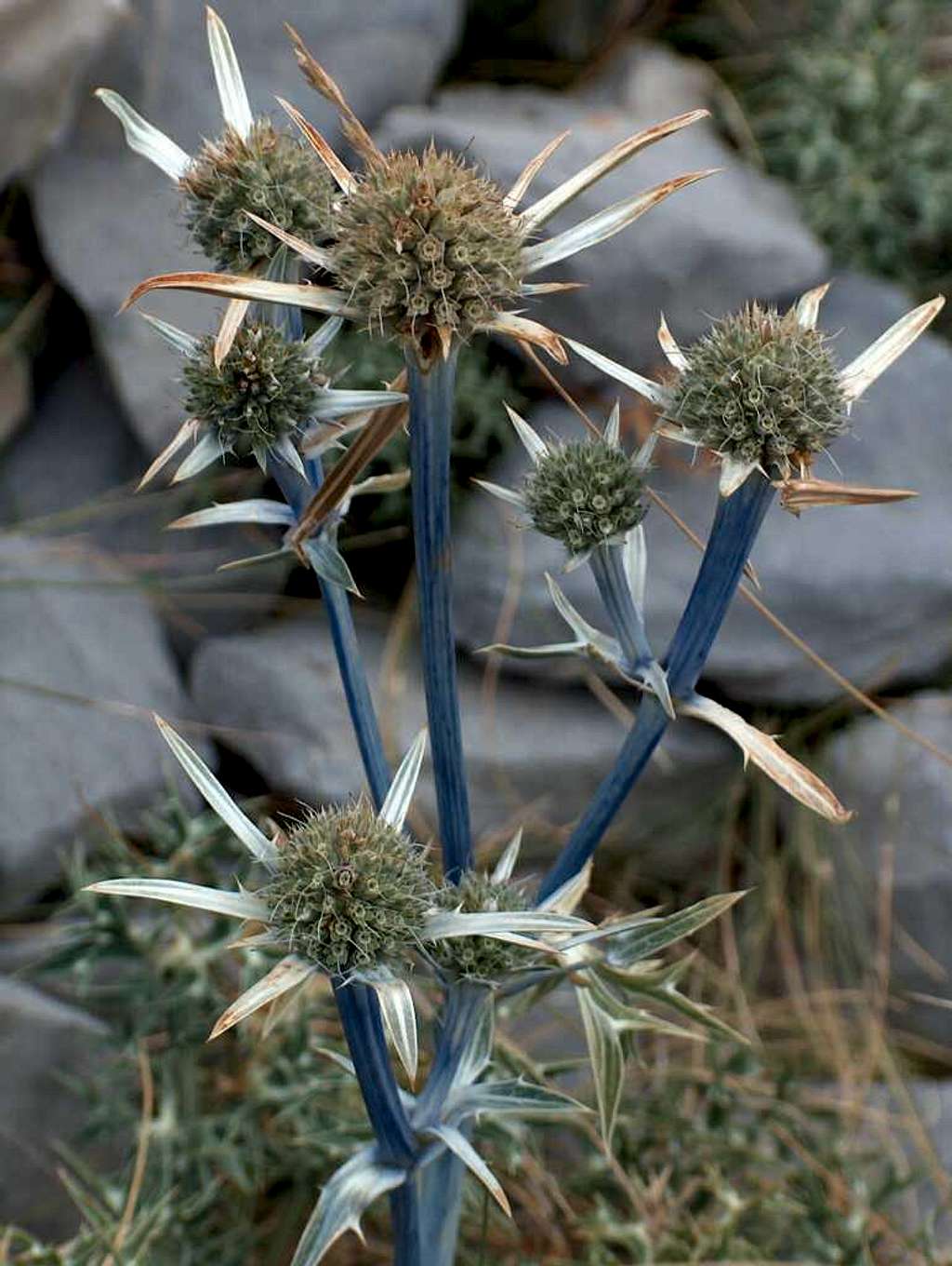 Blue thistle in the Pyrenees