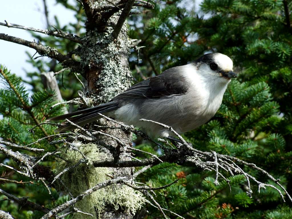 Gray Jay On Starr King