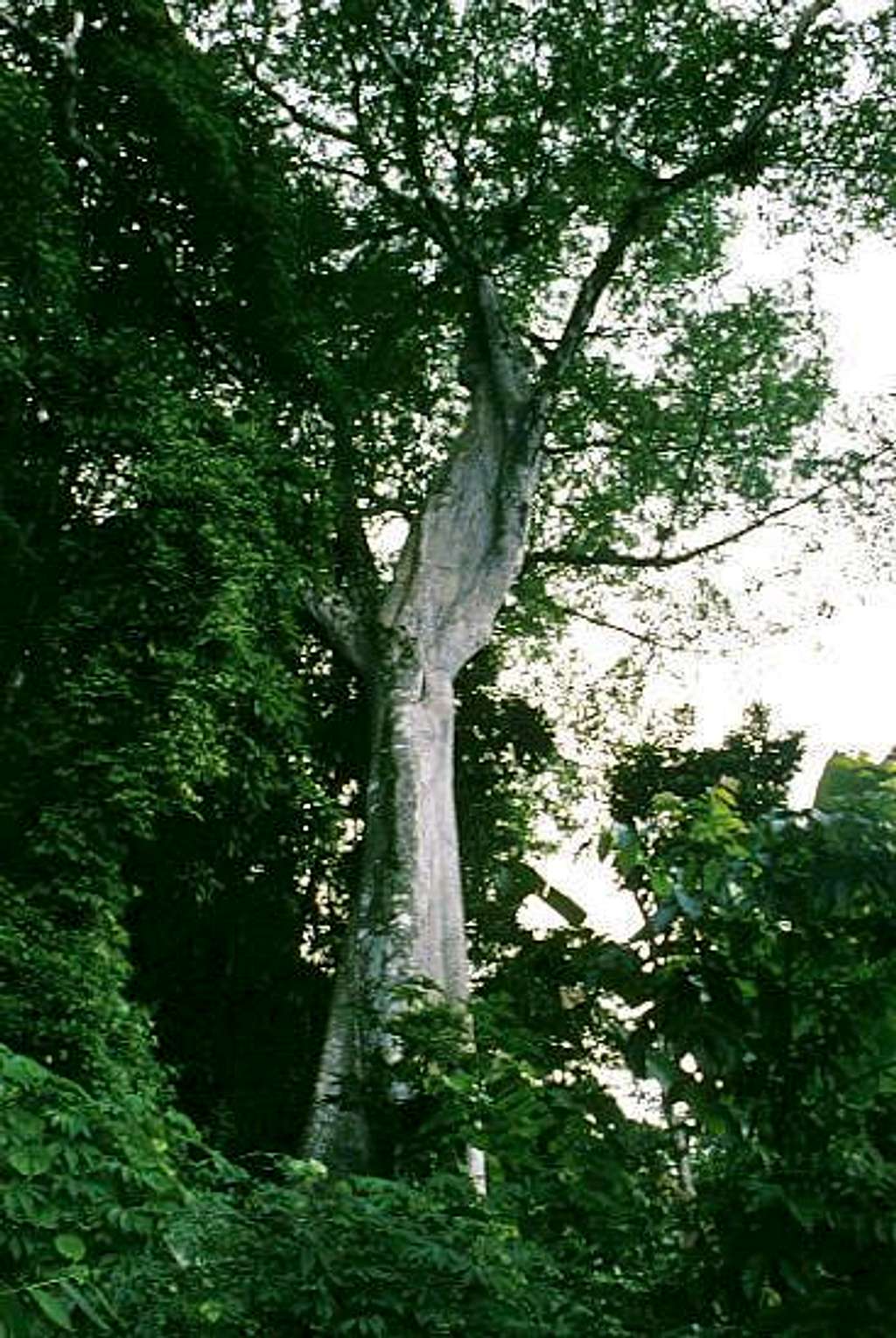 Giant kapok tree on the...