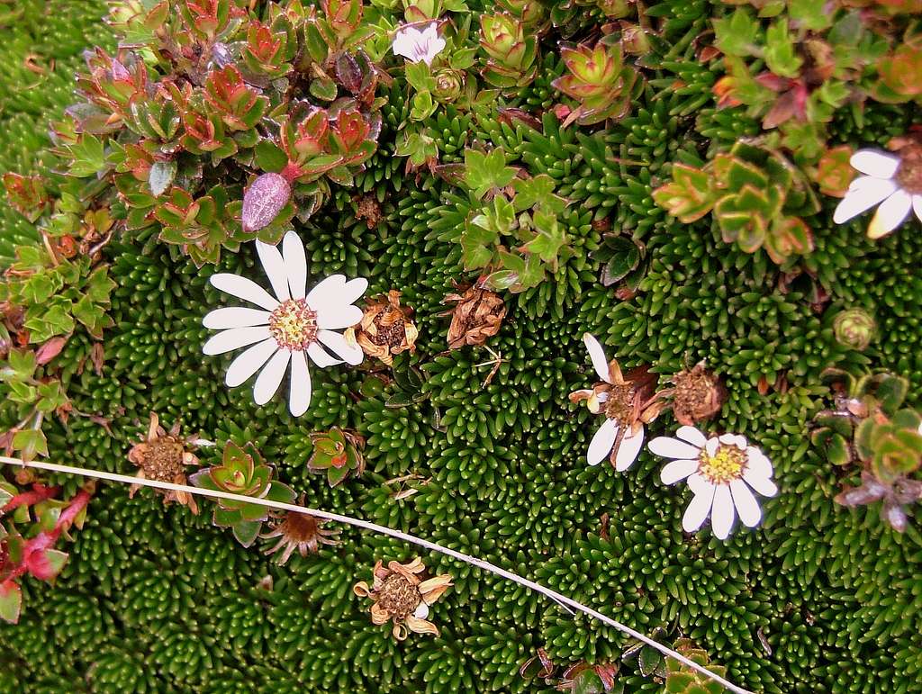 Imbabura's Flora