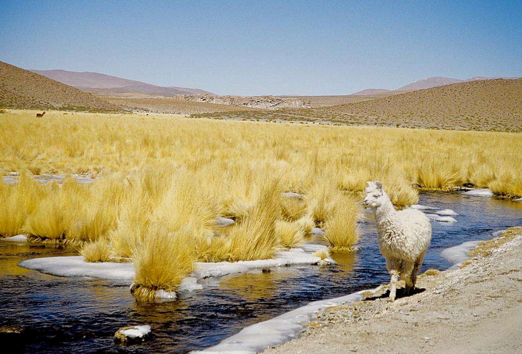 Alpaca on the road...