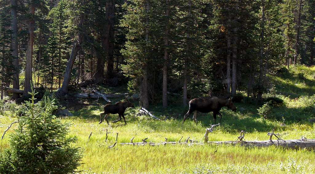 Momma Moose and calf