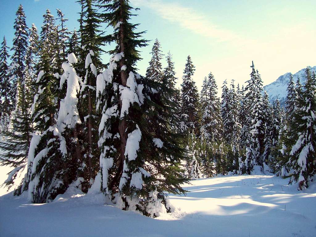 Snowcoverd trees