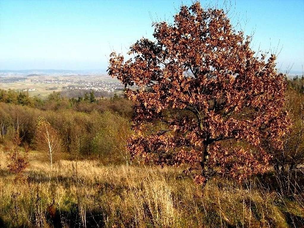 Solitary Oak in Autumn