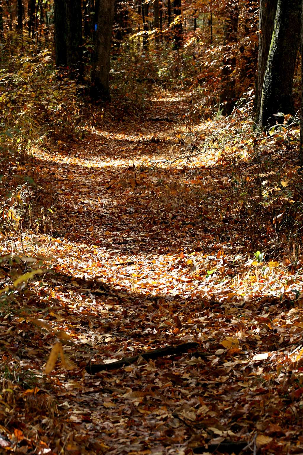 Sal Hollow Trail in Fall