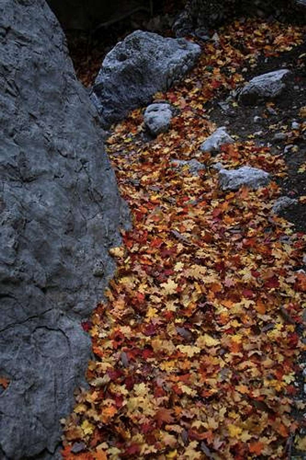 Fallen Leaves - Pine Spring Canyon
