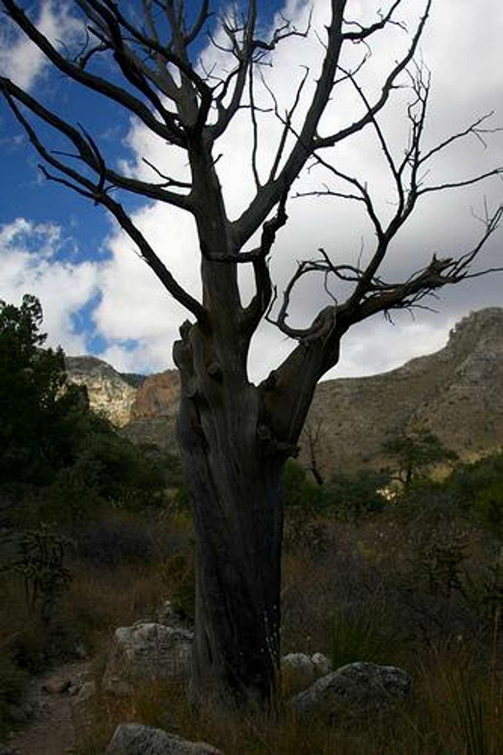 Pine Springs Canyon - Dead Tree