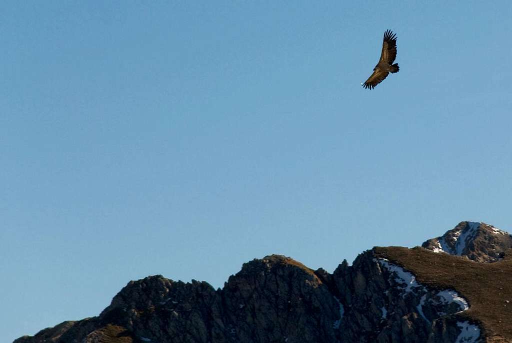 Griffon Vulture over Velino rocks