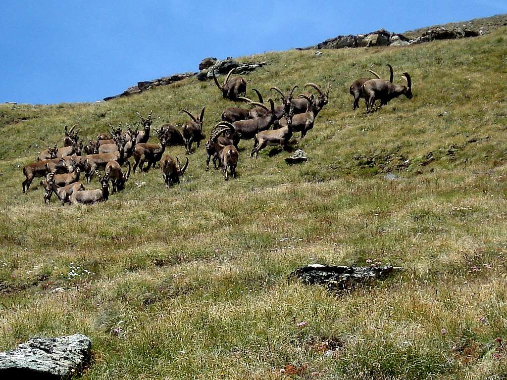 Lo stambecco (Capra ibex)