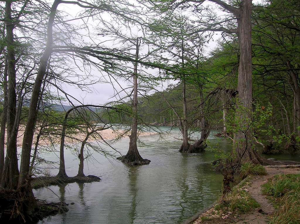 Cypress in the Frio